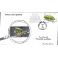 #3351p True Katydid Anagram FDC