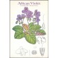 #2486 African Violets Ceremony Program