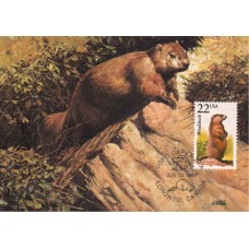 #2307 Woodchuck Maxi FDC