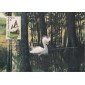 #2321 Snowy Egret Maxi FDC